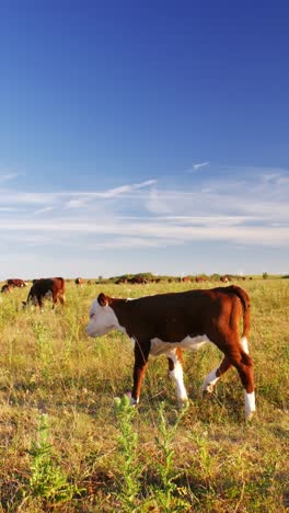 This-idyllic-rural-setting-reflects-the-simple-beauty-of-nature-and-the-quiet-harmony-of-farm-life,-where-the-cows-move-leisurely,-enjoying-their-day-in-the-sun