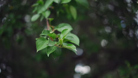 Green-leaves-on-twig-waving-in-light-wind-in-spring-park