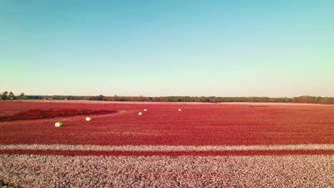 Panoramic-aerial-view-of-cotton-fields-after-harvest,-Abbeville,-Georgia