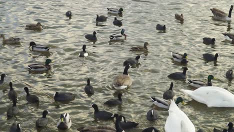 CHEW-VALLEY,-SOMERSET,-UNITED-KINGDOM,-December-30,-2019:-Coot-birds-walking-and-swimming-in-chew-valley-reservoir