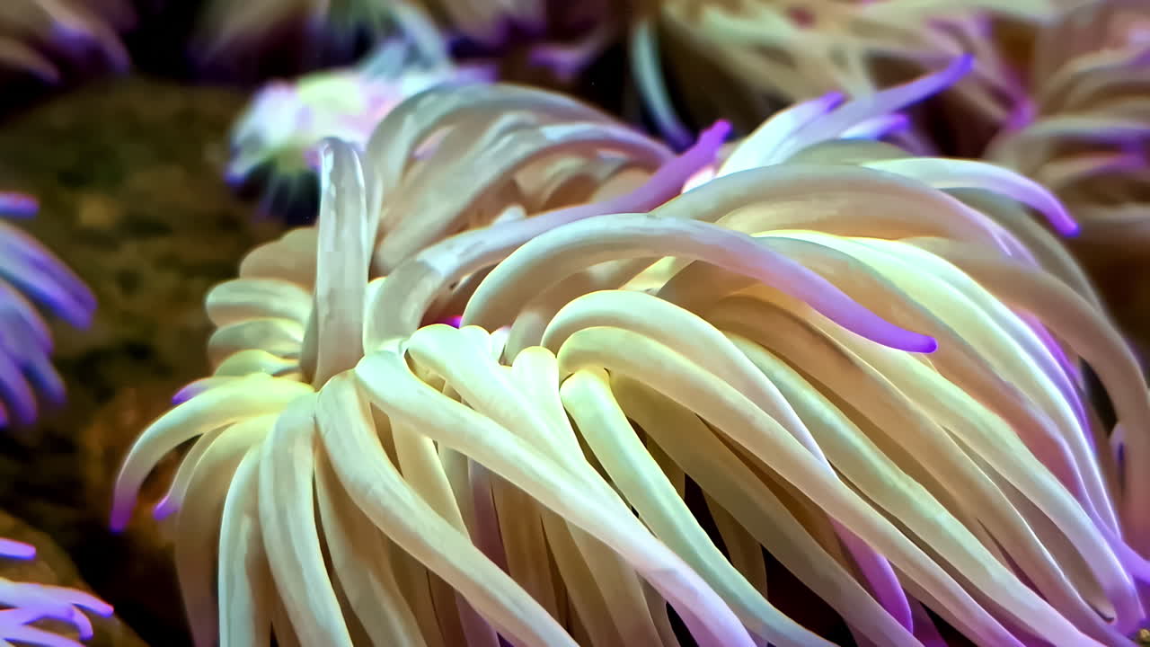 Anemonia viridis is commonly referred to as Mediterranean snakelocks anemone - isolated close up