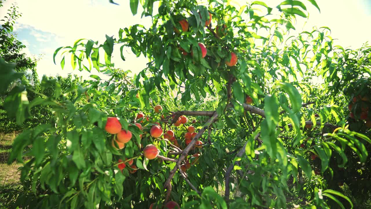 Grandi pesche succose sull'albero. Frutteto favoloso. Luce solare magica. I frutti maturano al sole