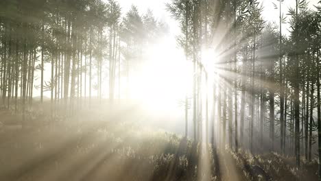 Green-bamboo-forest-in-hills