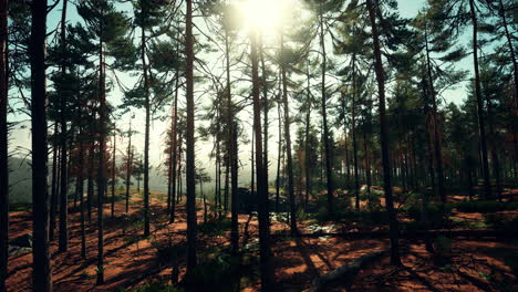 Nordic-pine-forest-in-evening-light