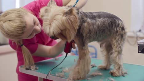 pretty dog in grooming salon