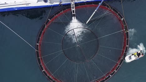 drone shot ascending to show fish being flushed into a fish farming pen