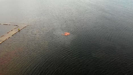 helix antena de flamencos en un lago salado y filmada en mavic air