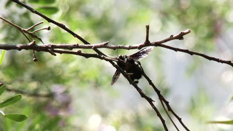 una abeja carpintera solitaria descansando sobre una ramita y haciendo vibrar sus alas