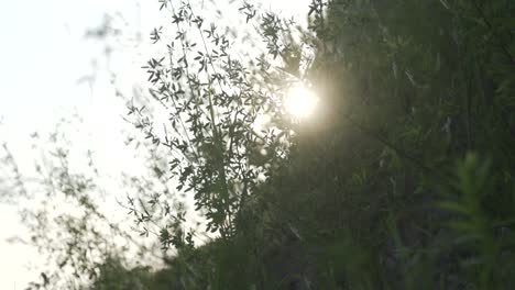 sunlight peaks through bush branches