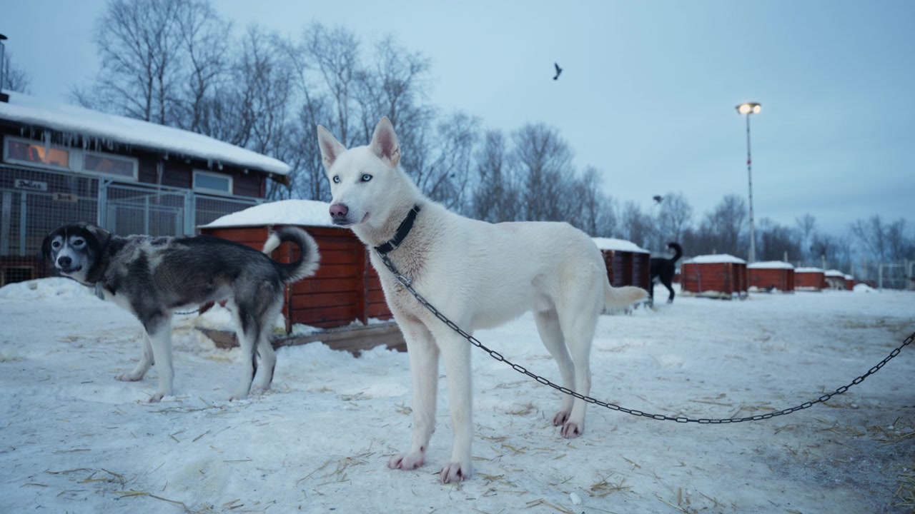 Hvit sibirsk husky står i snødekt hundegård med sledehunder under arktisk vinter i Norge