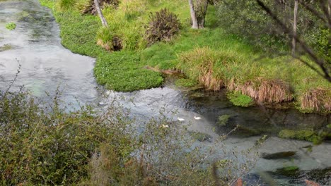 Familie-Von-Schwarzen-Und-Weißen-Enten,-Die-Das-Kristallklare-Wasser-Der-Blauen-Quellen-Von-Putaruru-In-Neuseeland-überqueren