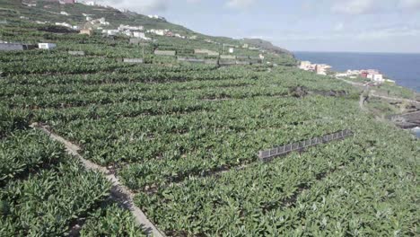 plantación de plátanos con exuberantes plátanos verdes en la isla de :la palma en islas canarias, españa