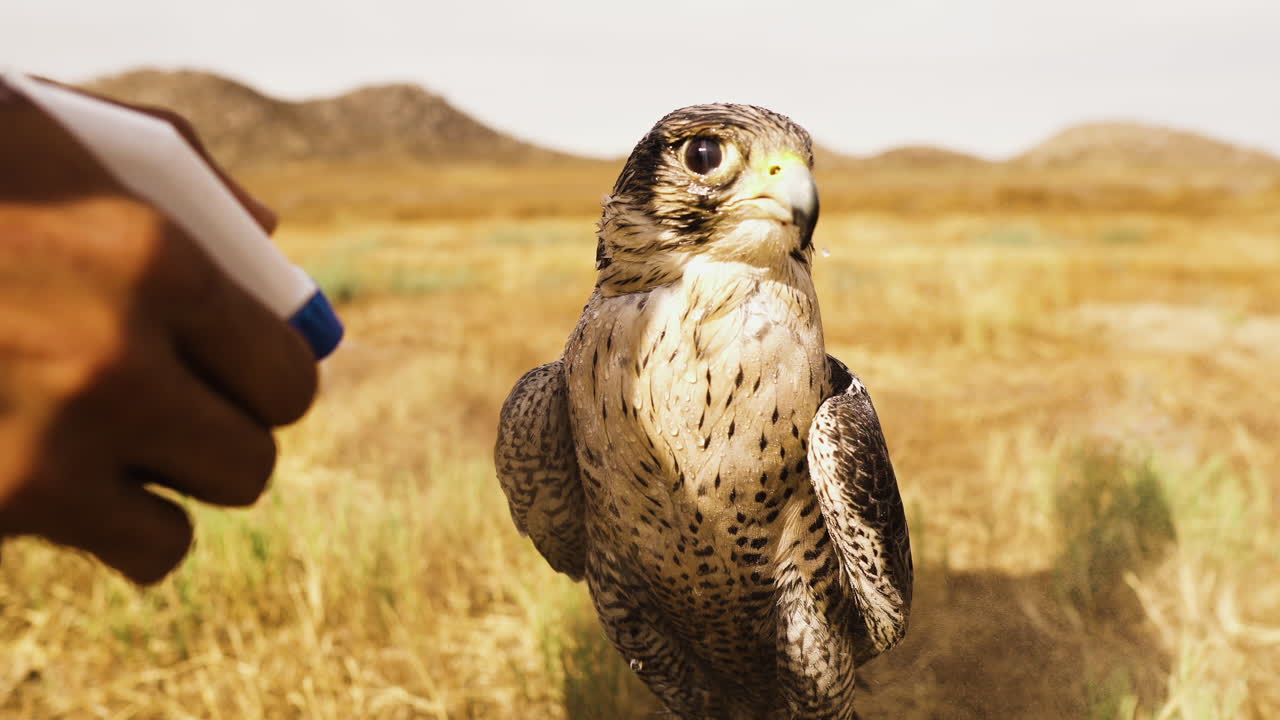 el halcón peregrino gris se está bañando mientras está sentado en el desierto