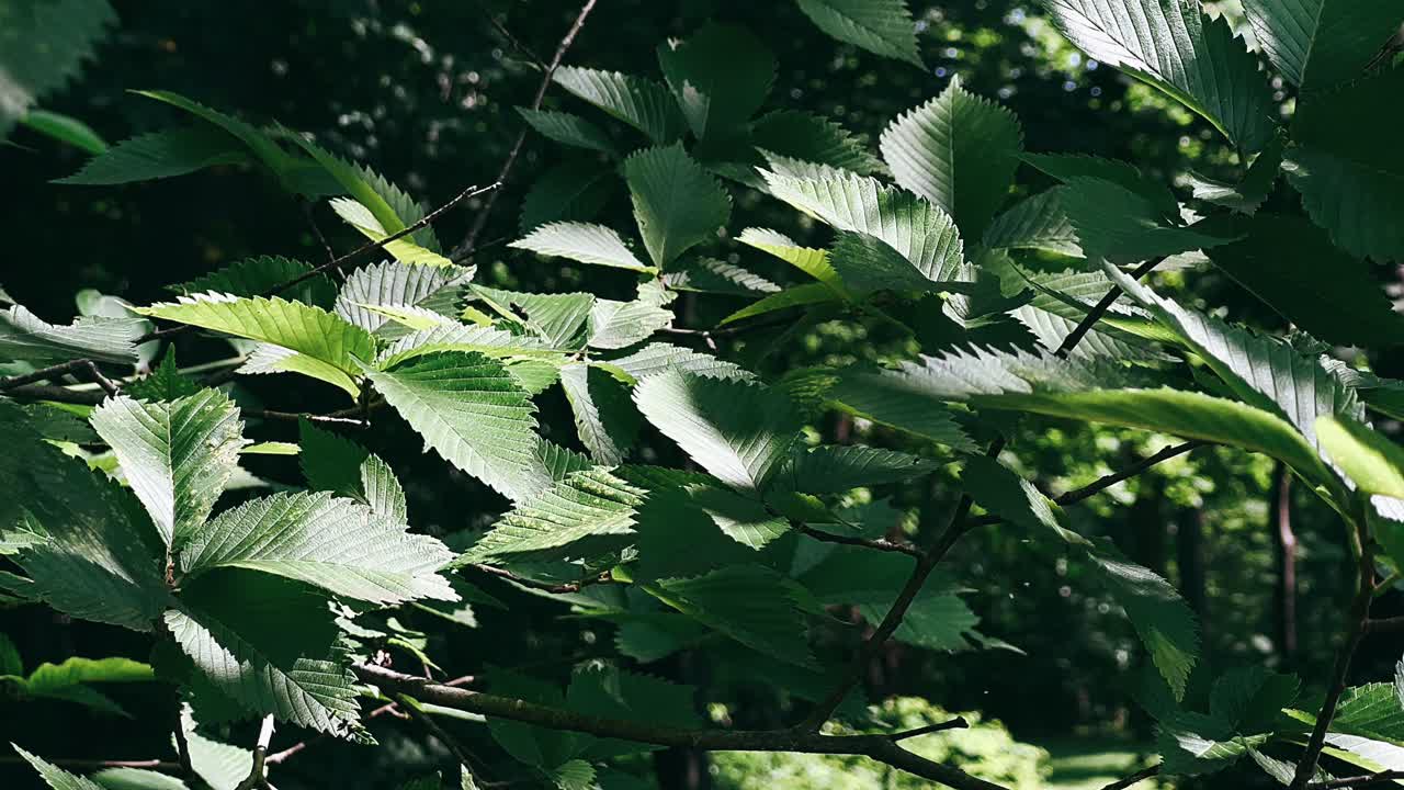 hojas verdes a la luz del sol