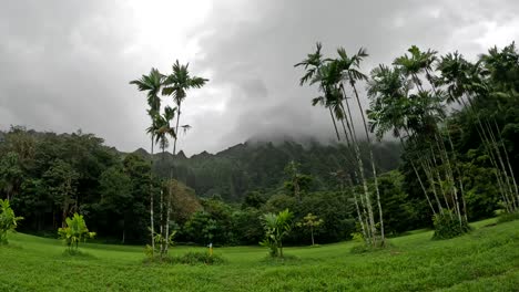 Botanischer-Garten-Hawaiis-In-Oahu