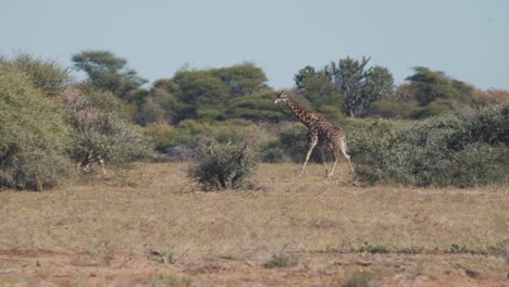 Einsame-Große-Giraffe,-Die-Anmutig-Im-Afrikanischen-Savannenbusch-Spazieren-Geht