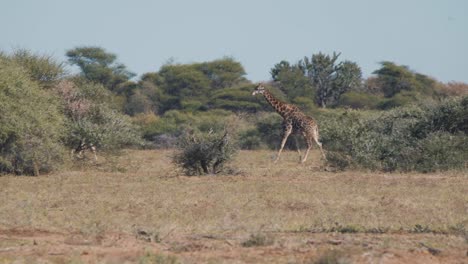 jirafa alta solitaria caminando con gracia en el arbusto de la sabana africana