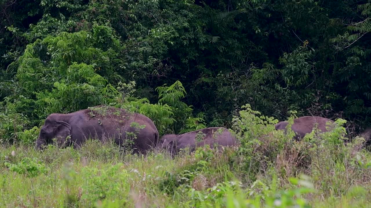 los elefantes asiáticos son especies en peligro de extinción y también son residentes de tailandia