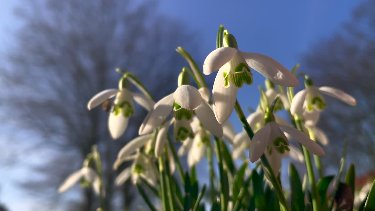 Tulipani bianchi che ondeggiano al vento in una soleggiata giornata di primavera.