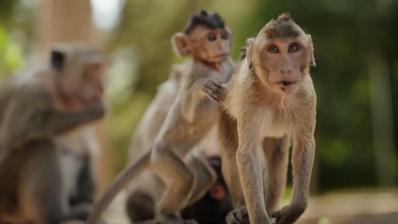 Bébé macaque s'accrochant joyeusement à un adulte près d'une zone de temple.