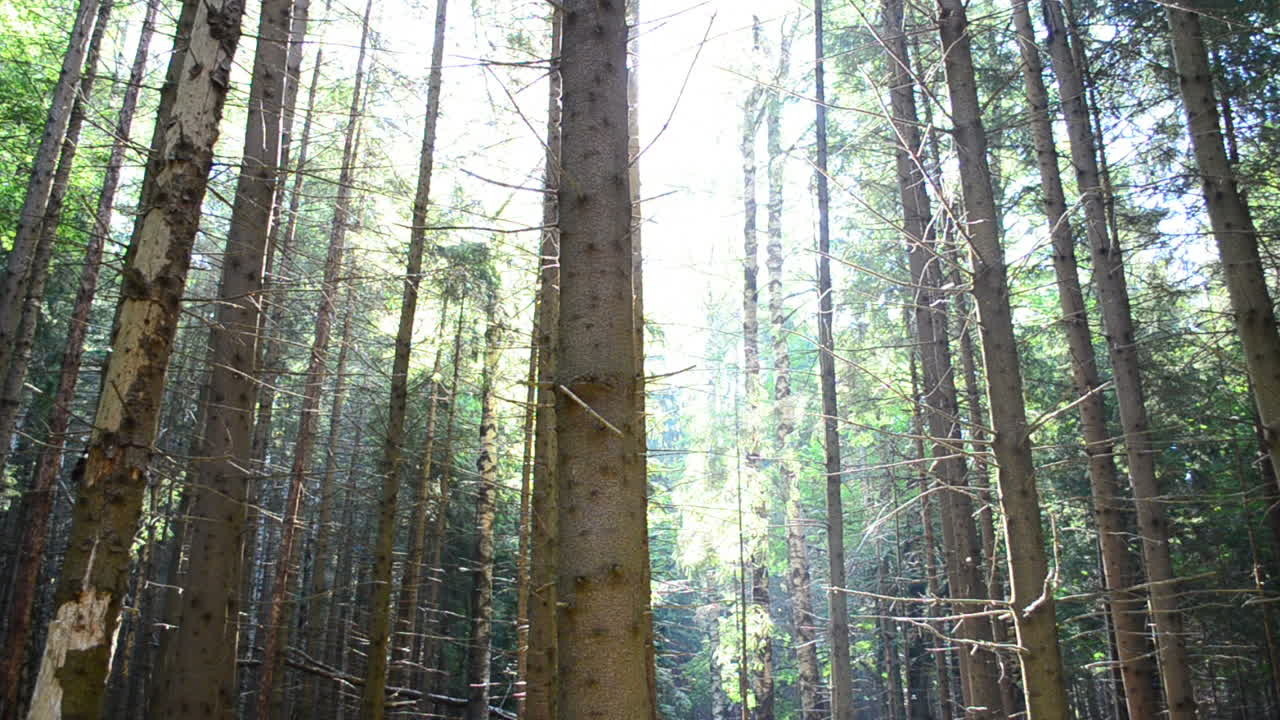 Il sole nella pineta. Tronchi di pini nel bosco