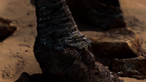 closeup-of-a-palm-tree-trunk-at-caribbean-sand-beach