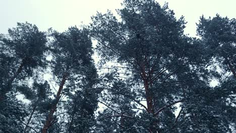 start of snowfall winter riga latvia dull weather