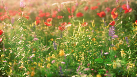 real-field-and-flowers-at-sunset