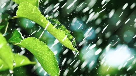 drops of water are falling on the leaves of the tree on the background of garden. slow motion