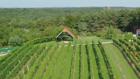 Aerial-View-of-Vineyard-Fields-on-the-Hills,-Growing-Rows-of-Grapes