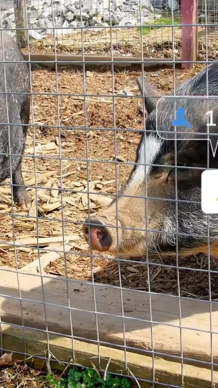 Vertikales Video: Zwei Schweine nähern sich einem Holzzaun, ihre Bewegung lässt Marketing-Symbole auf ihren Schnauzen erscheinen.
