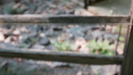 A-spider-hangs-from-its-web-in-front-of-a-wooden-fence