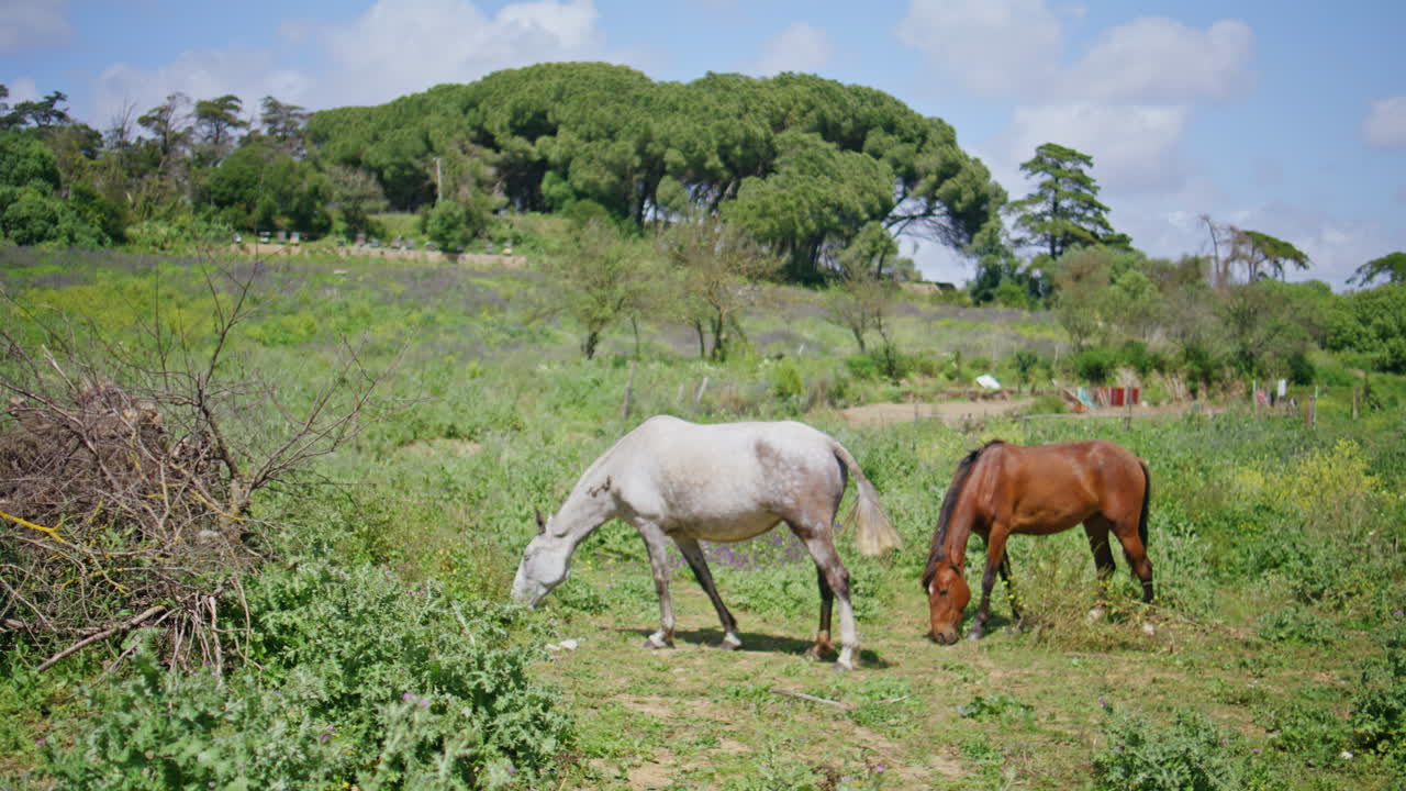 Two horses grazing park wagging tails. Wild stallions eating grass in green lawn