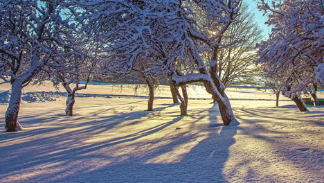 shadows from snow-covered trees crawl across the ground as the winter sun crosses the sky - time lapse