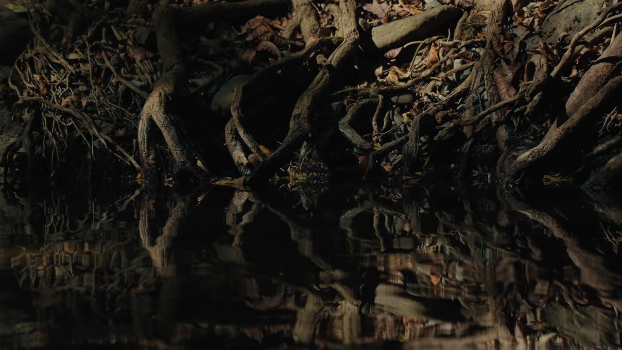 Fairies Dancing Over a Jungle Pond