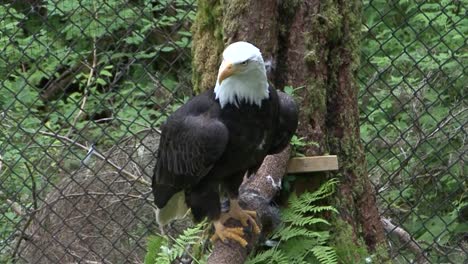 adult bald eagle resting on a tree branch in alaska