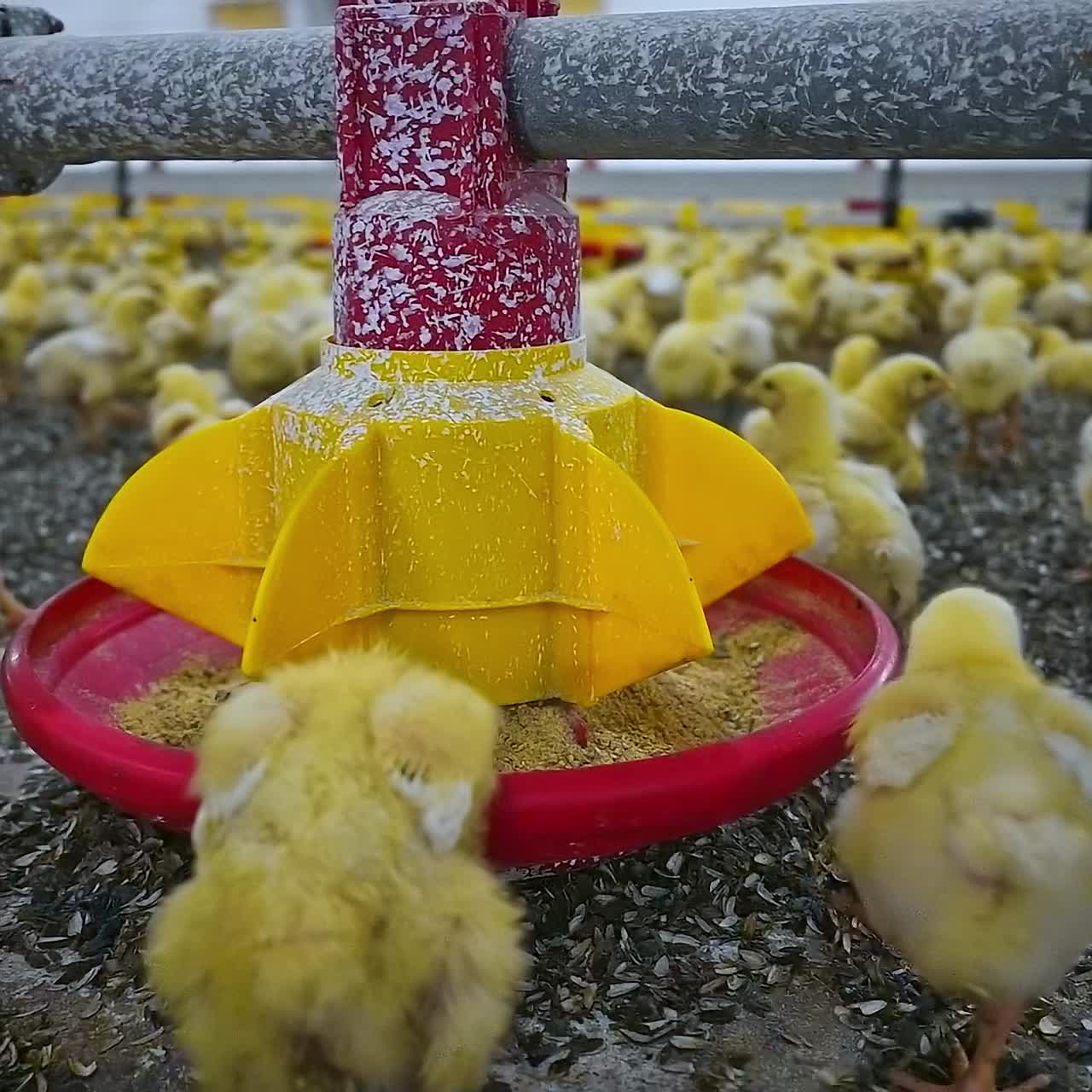 Junge gelbe Hühner, die über den Geflügelhof laufen und Getreide aus dem speziellen Futterautomaten fressen. Konzept für Vögel und Agrarwirtschaft