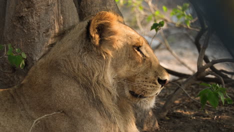 joven león macho descansando en la reserva de caza africana