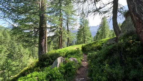 Wunderschöner-Alpenwald-In-Den-Alpen