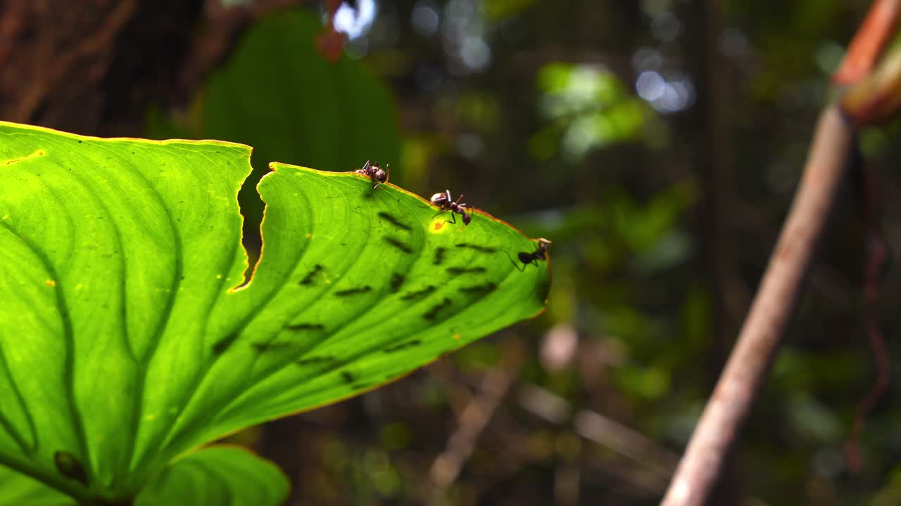 In Peru’s rainforest, ants scurry over a lush green leaf, revealing their strength and coordination.