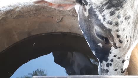 primer plano de agua potable de vaca en tanque de ganado, vacas en un pasto bebiendo agua de un tanque grande