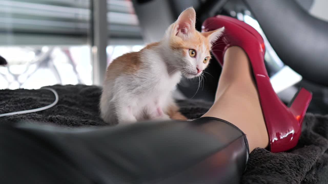 un pequeño gato naranja blanco lindo está sentado con una mujer en tacones de aguja rojos brillantes de tacón alto