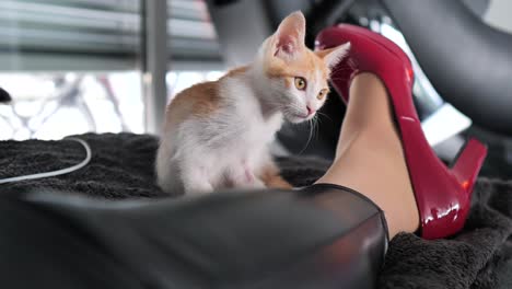 a small orange white cute cat is sitting with a woman in red shimmering high-heeled stilettos