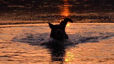silhouetted dog walks towards the camera through shallow water, backlit by sunset