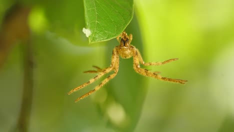 Die-Beeindruckende-Spinnenhaut-Hängt-Und-Schwingt-Gefährlich-Am-Grünen-Blatt,-Aus-Nächster-Nähe