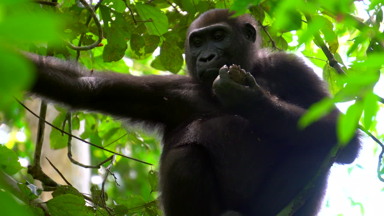 Gorilla in un parco nazionale in Africa.