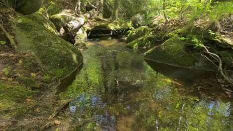 Footage-of-a-river-flowing-through-a-lush,-green-forest