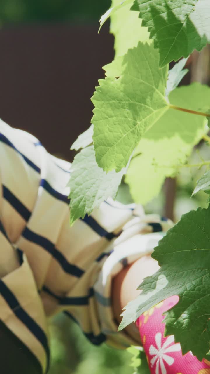 A Woman Nurturing Nature: Capturing the Essence of Gardening in Spring with Vibrant Green Leaves and Personal Connections between Generations