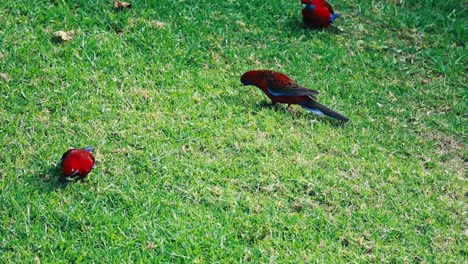 los coloridos loros rosella carmesí se alimentan de hierba en el paraíso soleado de australia