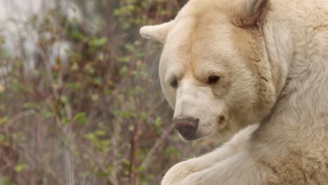 Adorable-face-close-up-Kermode-bear-against-defocused